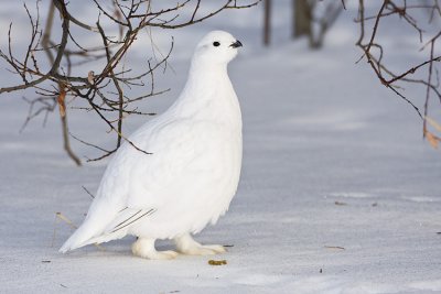 willow ptarmigan 022408IMG_1415