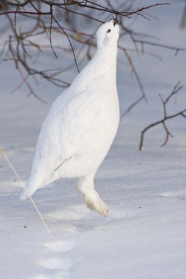 willow ptarmigan 022408IMG_1472