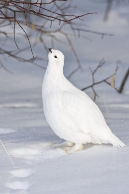 willow ptarmigan 022408IMG_1477