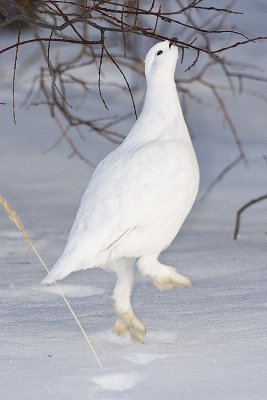 willow ptarmigan 022408IMG_1456