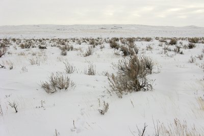 sage grouse tracks & habitat IMG_0197