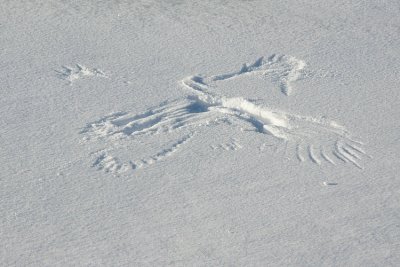 raven (?) imprint IMG_0248