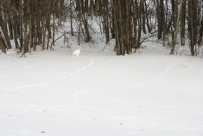 willow ptarmigan & tracks IMG_0261