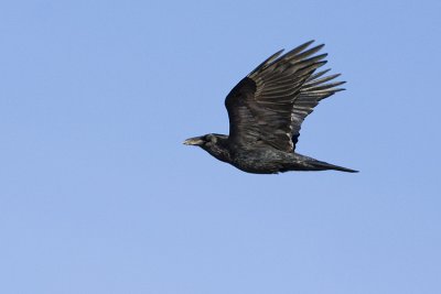 common raven 022308IMG_0277