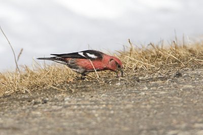 white-winged crossbill 030108IMG_0187