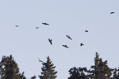 common ravens 030108IMG_0271