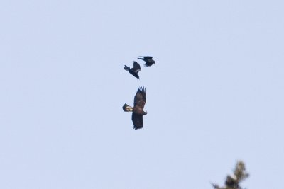 golden eagle & common ravens 030208IMG_0583