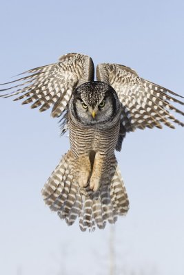 northern hawk owl 030208_MG_0041