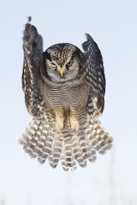 northern hawk owl 030208_MG_0042