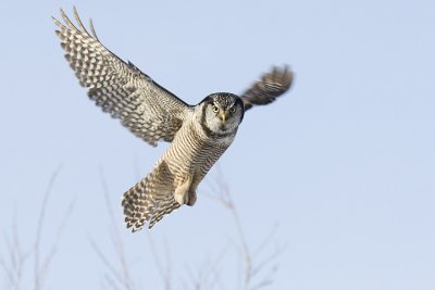 northern hawk owl 030208_MG_0107