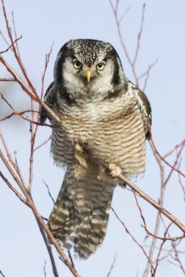 northern hawk owl 030208_MG_0156