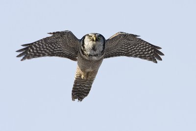 northern hawk owl 030208IMG_1254