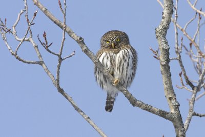 northern pygmy-owl 030208IMG_0850