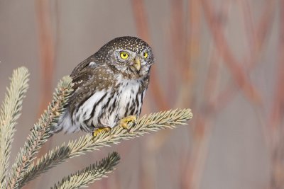 northern pygmy-owl 030208IMG_1069