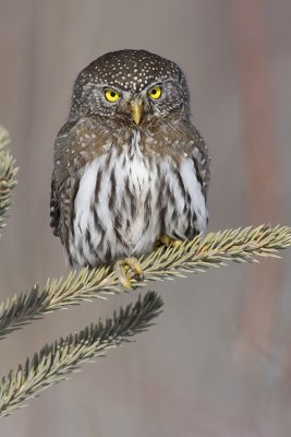 Northern Pygmy Owls