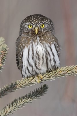 northern pygmy-owl 030208IMG_1174