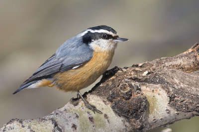 red-breasted nuthatch 030608IMG_0277