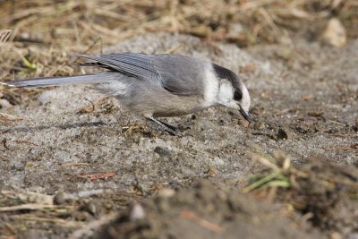gray jay 030908IMG_0183