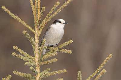 gray jay 030908IMG_0513