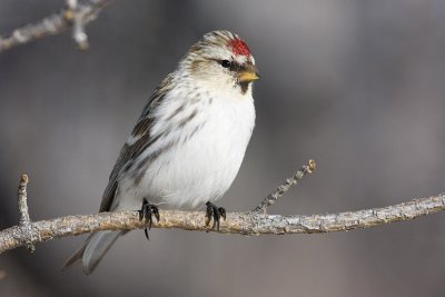 ? redpoll 030808IMG_0465