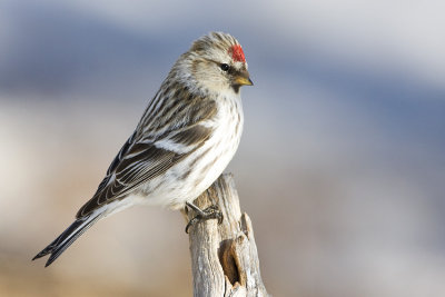 ? redpoll 030808IMG_0516