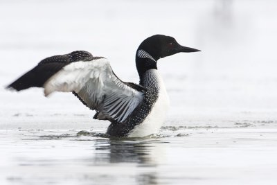common loon 042308IMG_0577