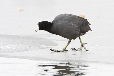 american coot 042508IMG_0725