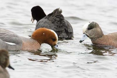 eurasian wigeon 042508IMG_0611