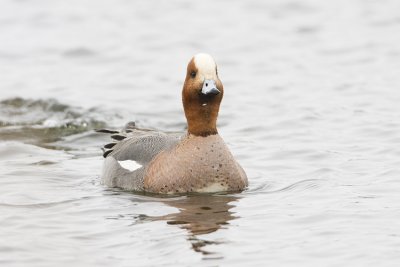 eurasian wigeon 042508IMG_0982