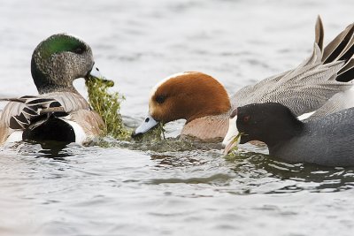 eurasian wigeon 042508IMG_1149