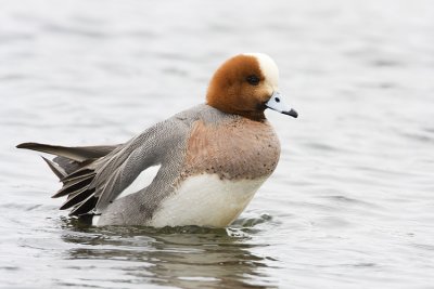 eurasian wigeon 042508IMG_1215