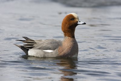 eurasian wigeon 042508IMG_1367