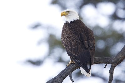 bald eagle 050408IMG_0099