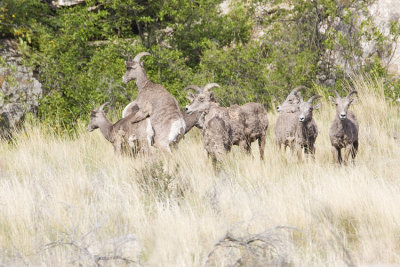 california bighorns 050208IMG_0567