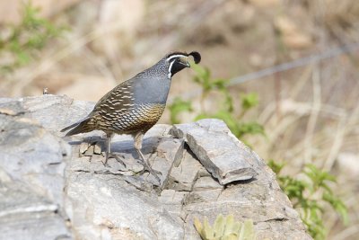 california quail 050308IMG_0814