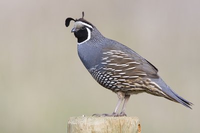 california quail 050308IMG_1028