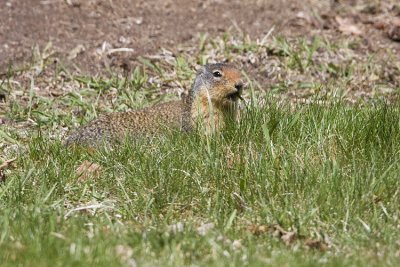 columbian ground squirrel 050408IMG_0219
