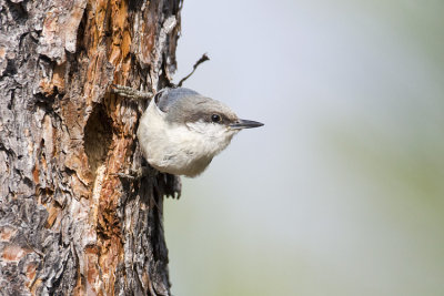 pygmy nuthatch 050308IMG_0192