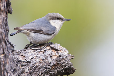 pygmy nuthatch 050308IMG_0273