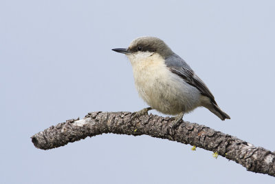 pygmy nuthatch 050308IMG_0331