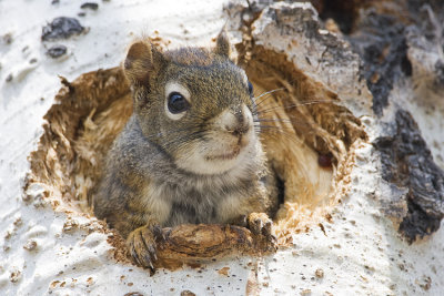 red squirrel 050308IMG_0528