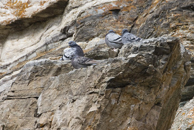 rock pigeons 050308IMG_0781