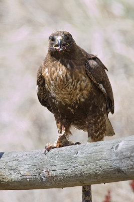 red-tailed hawk 050208IMG_0432
