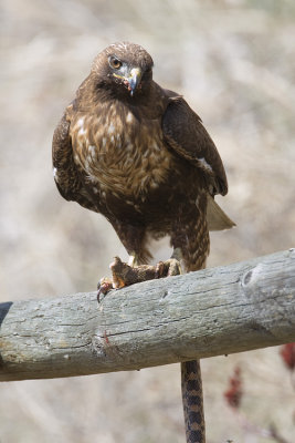 red-tailed hawk 050208IMG_0441