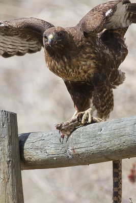 red-tailed hawk 050208IMG_0450
