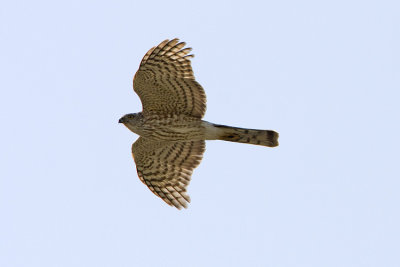 sharp-shinned hawk 050308IMG_1036