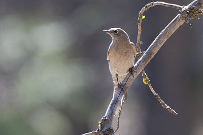 townsend's solitaire 050208IMG_0482