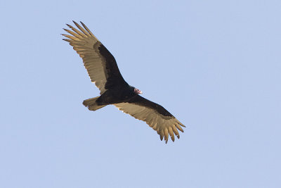 turkey vulture 050208IMG_0392