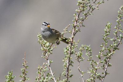 white-crowned sparrow 050208IMG_0292