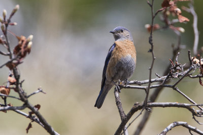 western bluebird 050308IMG_0617